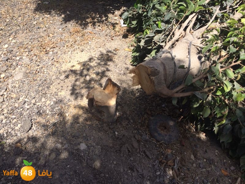 kenan 7ashouna 0503 (7).JPG